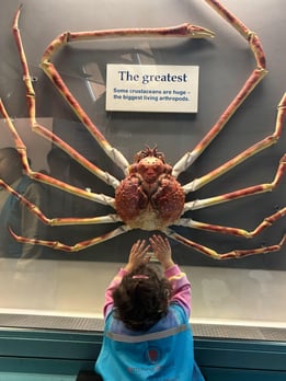 Crustaceans at The NHM